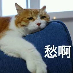 双面呢面料6